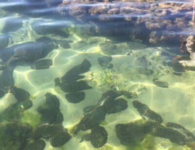 Óleo pode afetar recifes de corais e causar desequilíbrio ambiental; veja vídeo