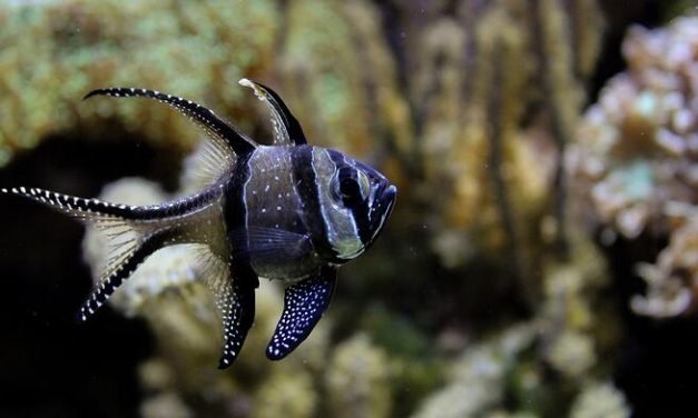 8 práticas recomendadas para os Checkers Marinhos da Hanna