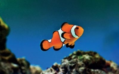 GUIA RÁPIDO DE AQUÁRIOS – Soluções completas para análises da água