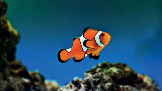 GUIA RÁPIDO DE AQUÁRIOS – Soluções completas para análises da água