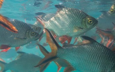 O Papel da Tilápia no Tratamento de Efluentes