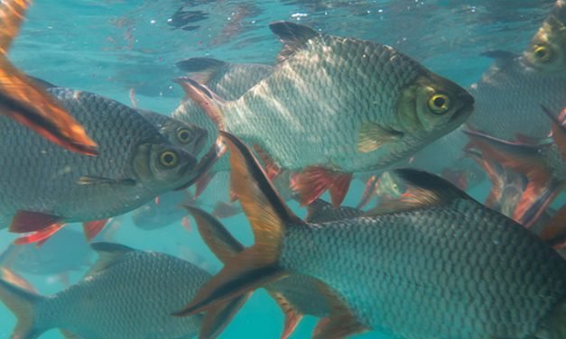 O Papel da Tilápia no Tratamento de Efluentes