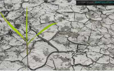 A escassez de água está colocando a produção global de alimentos em risco