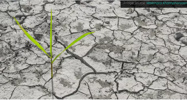 A escassez de água está colocando a produção global de alimentos em risco