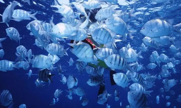 Medição de pH, OD e nitrogênio em aquicultura