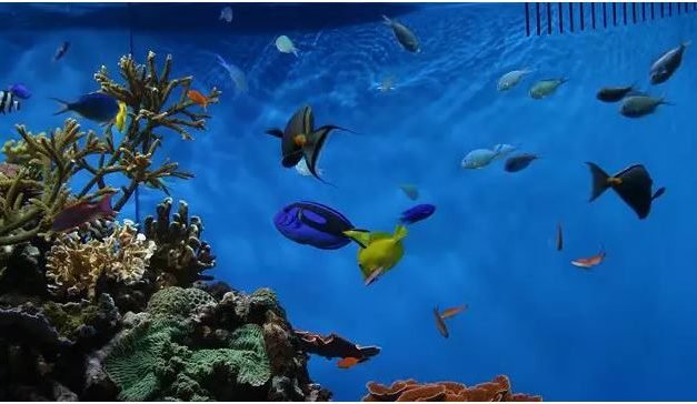 A temperatura do aquário