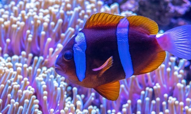 Fósforo em Aquários de Água Salgada