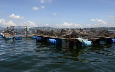 Método simples e barato monitora qualidade da água em viveiros de tilápias