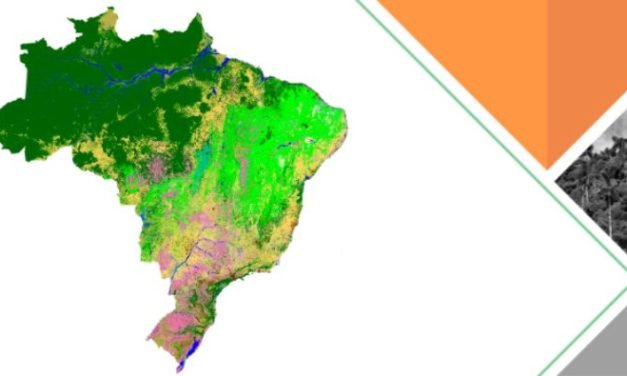 Um terço da perda de vegetação nativa do Brasil desde o descobrimento aconteceu nos últimos 37 anos