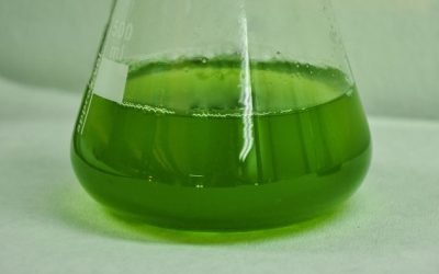 Estudo investiga ação do tungstato de prata em espécie de alga verde unicelular