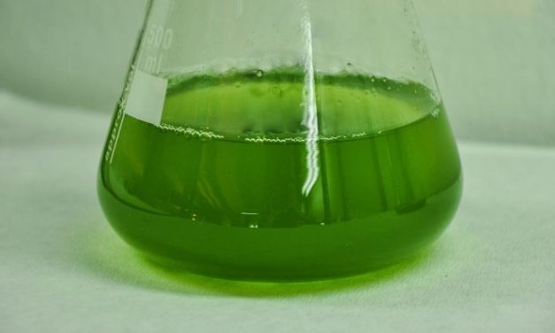 Estudo investiga ação do tungstato de prata em espécie de alga verde unicelular