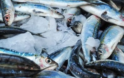 Projeto na UFF testa método sustentável de cultivo de peixes integrado a macroalgas marinhas