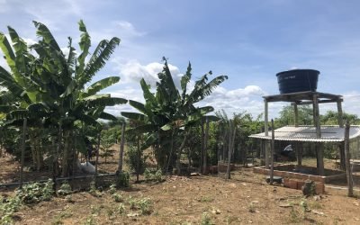 Biofiltro reaproveita água doméstica para produção de alimentos e forragem