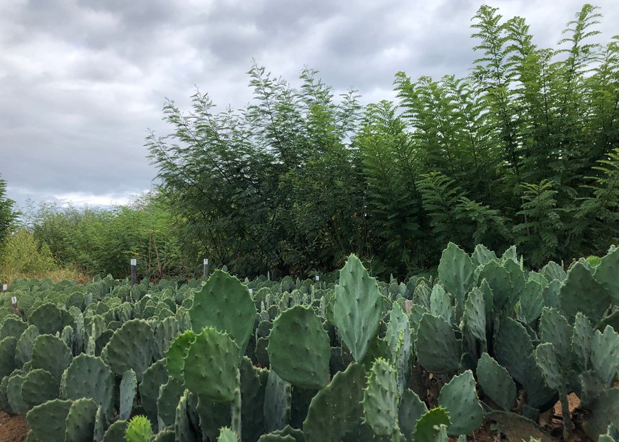 plantas_irrigadas_agua_reuso plantas_irrigadas_agua_de_reuso
