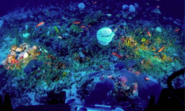 Costa norte do Brasil: desafios da conservação e a exploração de óleo e gás