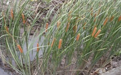 Estudo mostra que planta aquática pode remover o excesso de manganês em solos afetados por mineração