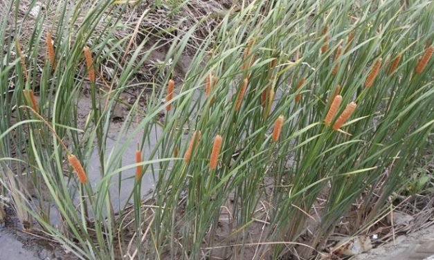 Estudo mostra que planta aquática pode remover o excesso de manganês em solos afetados por mineração