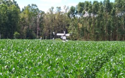 Plantio direto pode aumentar em 11% a eficiência do uso de água na cultura da soja