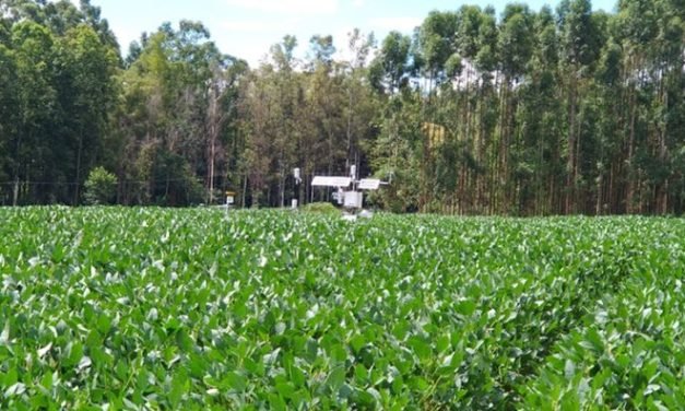 Plantio direto pode aumentar em 11% a eficiência do uso de água na cultura da soja