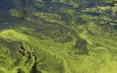 Prevenindo a proliferação de algas com uma “pitada de açúcar”