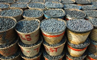 BNDES e Fundação Banco do Brasil apoiam estímulo a negócios comunitários e saneamento na Amazônia