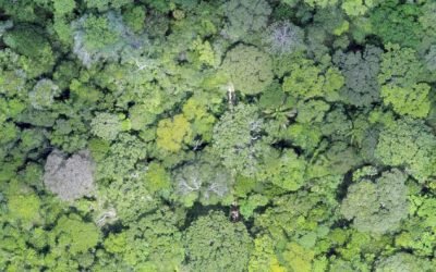 Modelo digital é utilizado em 100% dos planos de manejo florestal no Acre