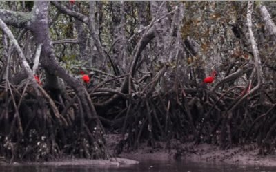 Recheados de “carbono azul”, manguezais ganham destaque no combate às mudanças climáticas