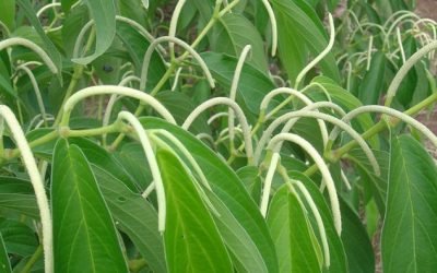 Bioeconomia no Brasil pode gerar faturamento de US$ 284 bi anuais