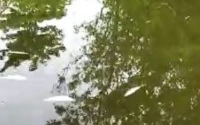 Programa da UFSC emite nota técnica sobre crise de saneamento básico e análise de mortalidade de peixes