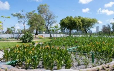 Jardins filtrantes despoluem águas de riacho que desagua no Capibaribe