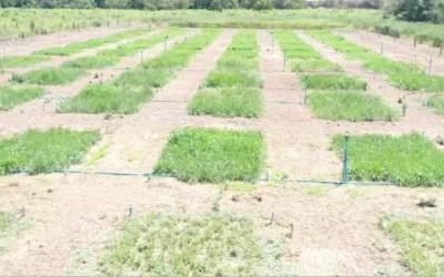 Empaer renova parceria para pesquisa que avalia uso de resíduo industrial de gelatina como fertilizante para pastagens