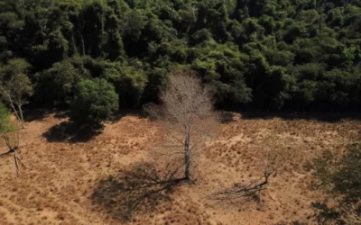 Sem Cerrado, faltará água no Brasil, alertam especialistas