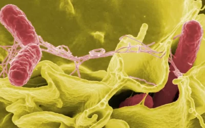 Estudo alerta para presença de salmonela resistente no esgoto de São Paulo