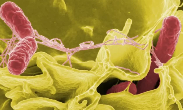 Estudo alerta para presença de salmonela resistente no esgoto de São Paulo