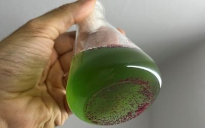 Glitter prejudica o crescimento de organismos-chave para os ecossistemas aquáticos, indica estudo