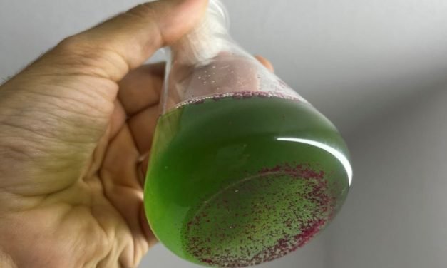 Glitter prejudica o crescimento de organismos-chave para os ecossistemas aquáticos, indica estudo