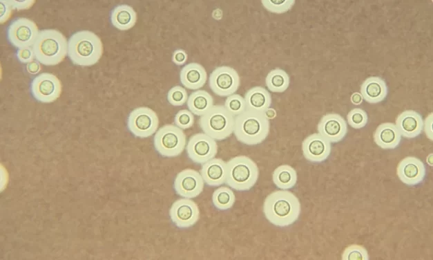 Mudanças climáticas podem tornar alguns tipos de fungo mais resistentes e letais