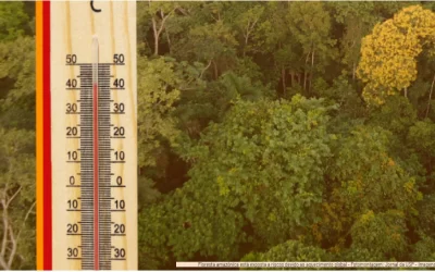 Aquecimento global traz risco de danos irreversíveis às árvores da Amazônia