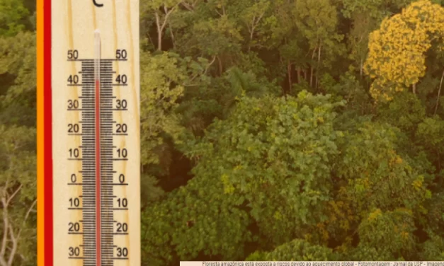 Aquecimento global traz risco de danos irreversíveis às árvores da Amazônia