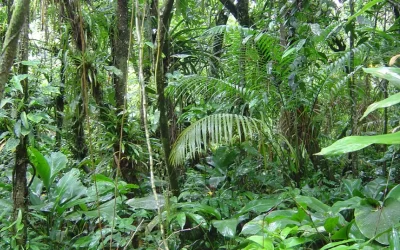 82% das espécies de árvores que só ocorrem na Mata Atlântica estão ameaçadas de extinção