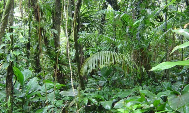 82% das espécies de árvores que só ocorrem na Mata Atlântica estão ameaçadas de extinção