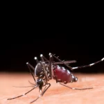 BRK reforça os cuidados necessários no combate à dengue