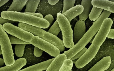 Combinação de nano e biotecnologia traz avanços para o controle biológico na agricultura