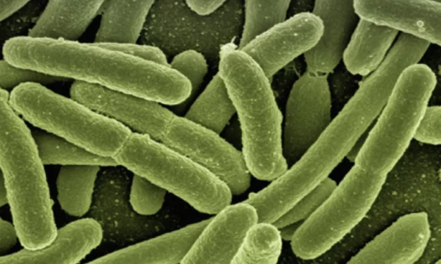 Combinação de nano e biotecnologia traz avanços para o controle biológico na agricultura