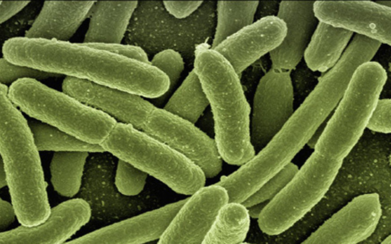 bacteria_Bacillus_cereus 