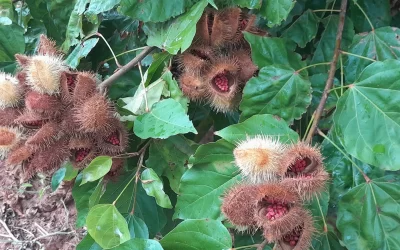 Lodo da Sanepar aumenta produtividade do urucum em Paranacity, no Noroeste