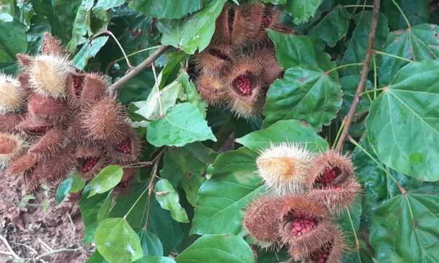 Lodo da Sanepar aumenta produtividade do urucum em Paranacity, no Noroeste