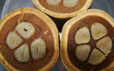 Canudo ecológico de babaçu muda de cor se bebida estiver vencida