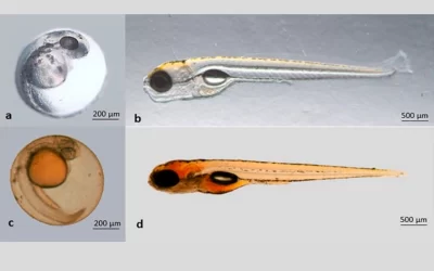 Rios contaminados por corantes podem deixar peixes cegos