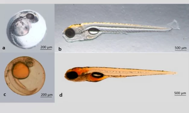 Rios contaminados por corantes podem deixar peixes cegos